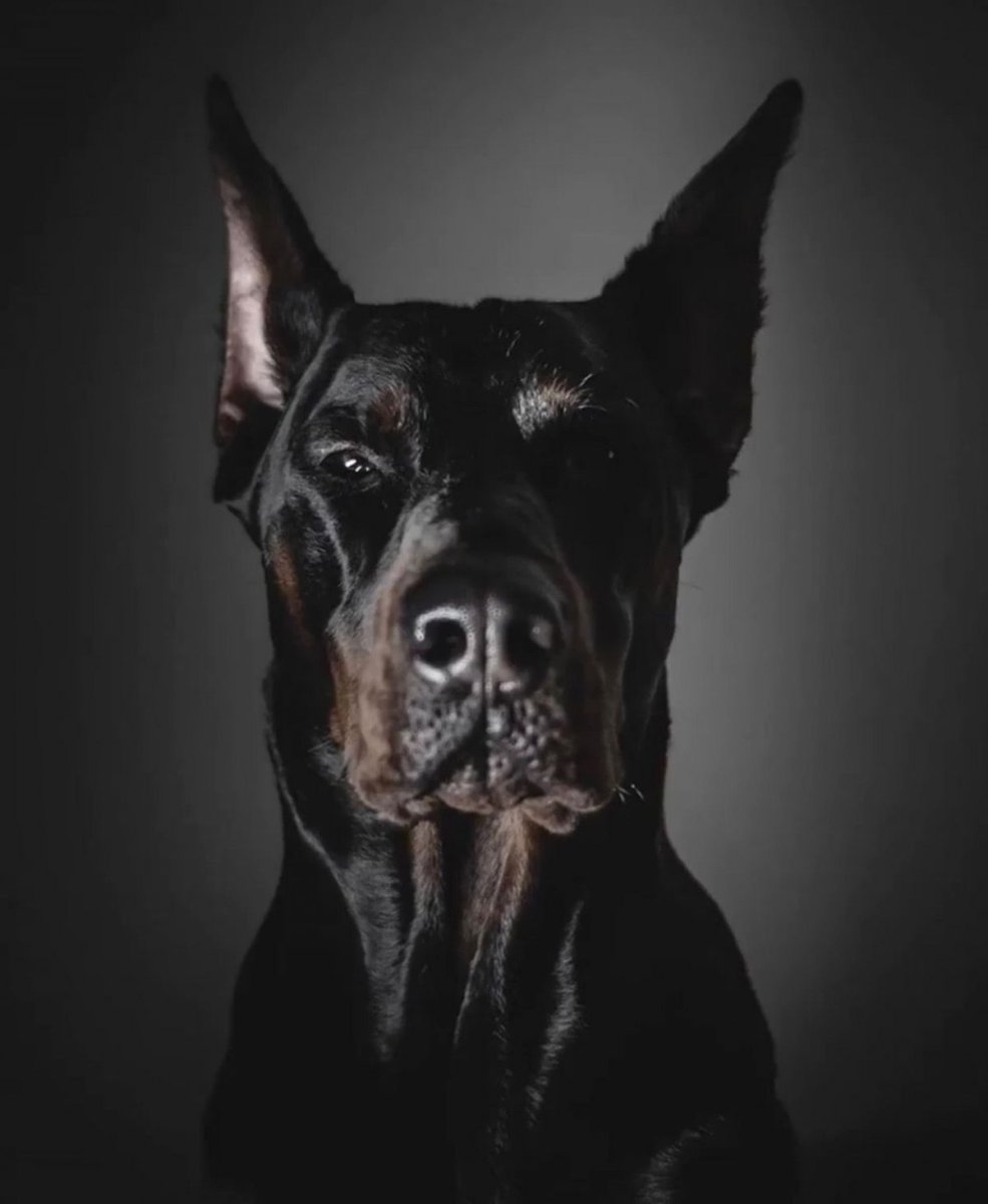 Доберман пинчер лает