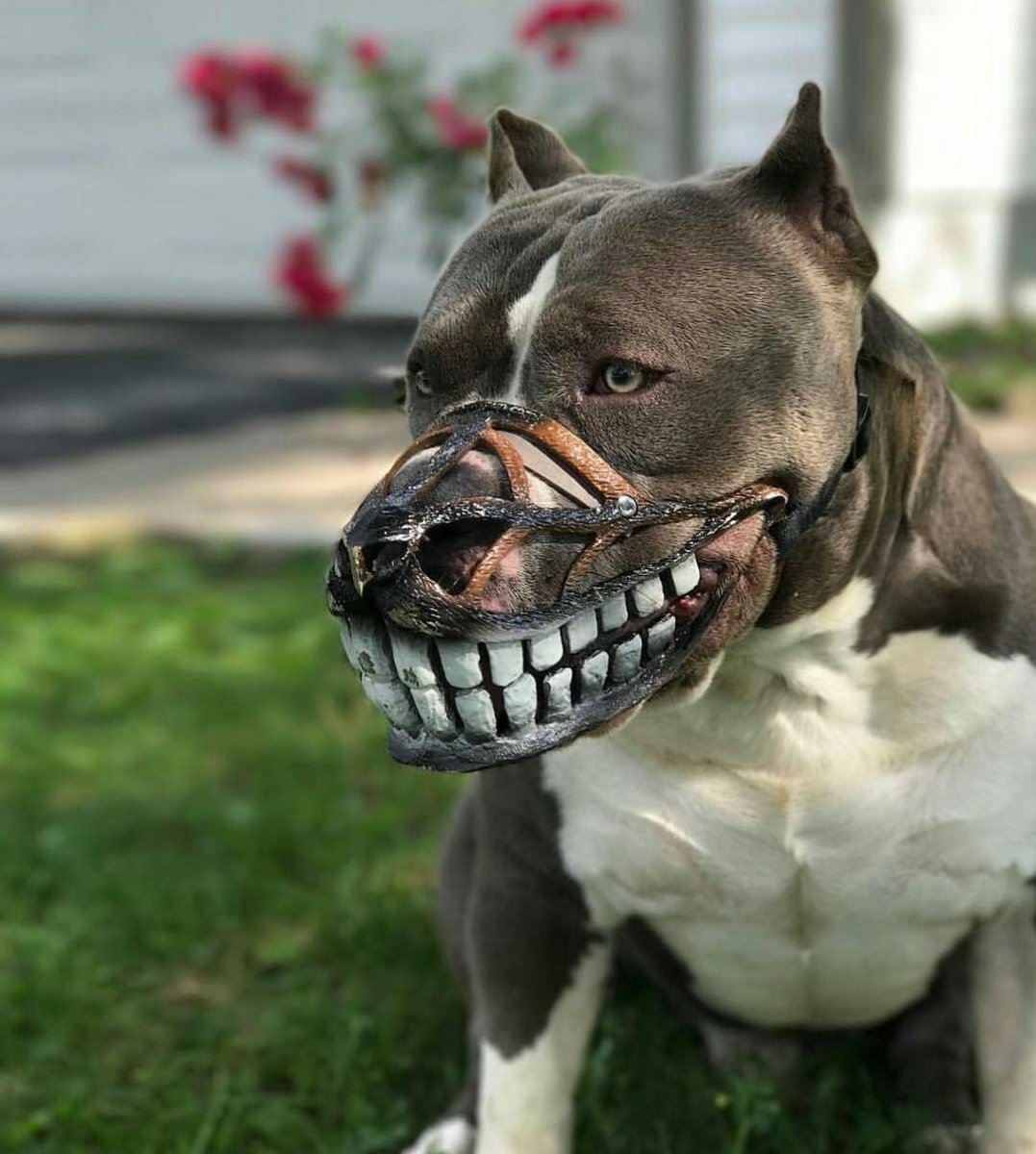 Стаффордширский бультерьер злой