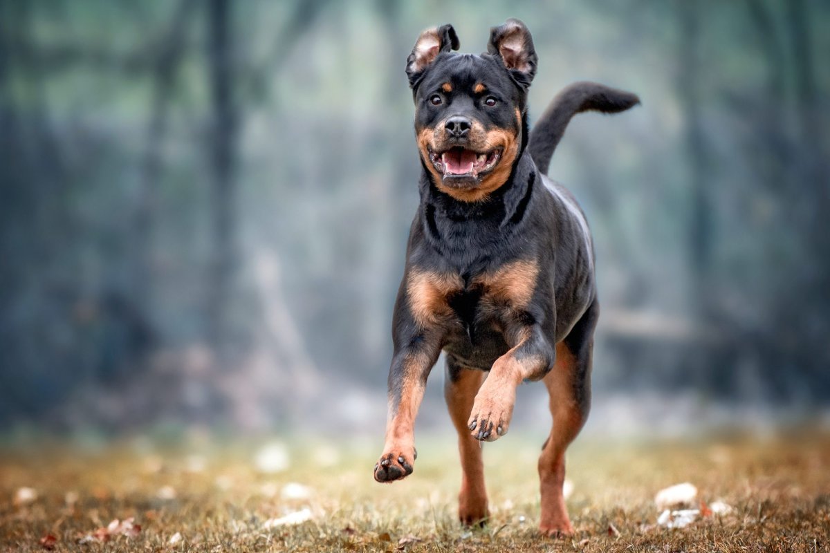 Rottweiler Running