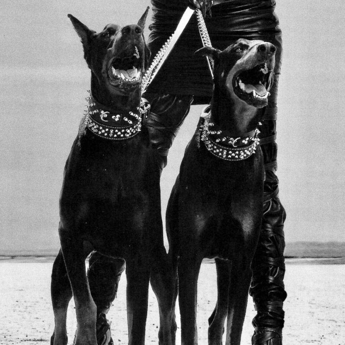 Питбуль черный бриллиант