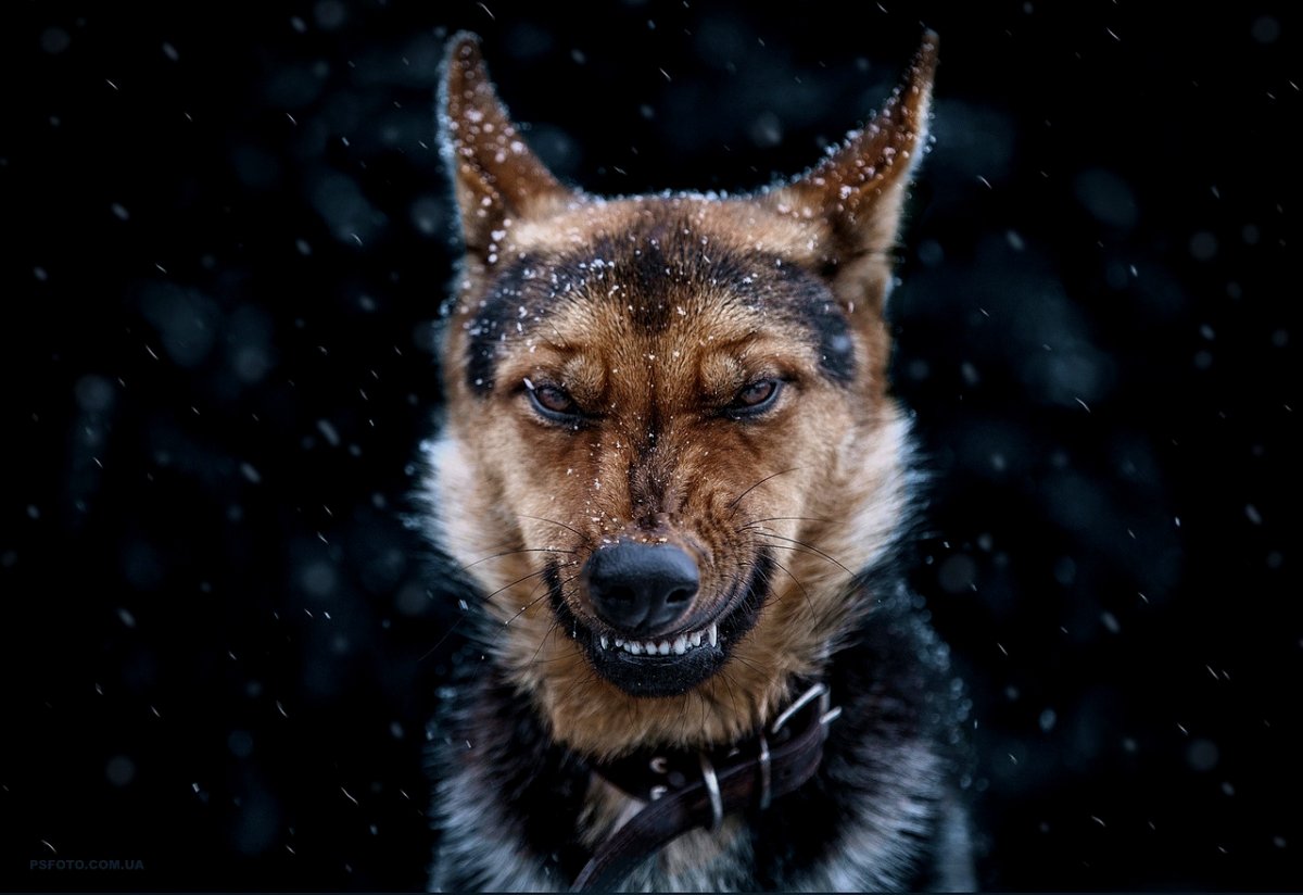 Бультерьер Хинкса