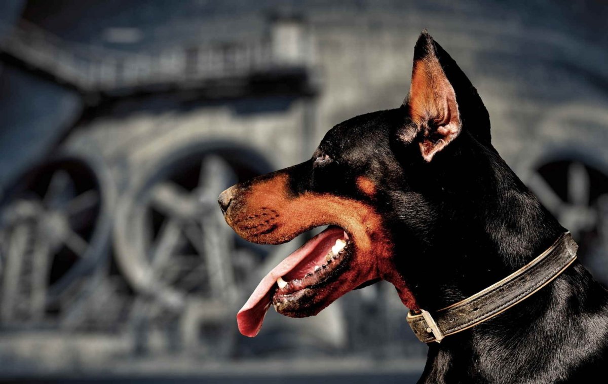 Американский питбуль