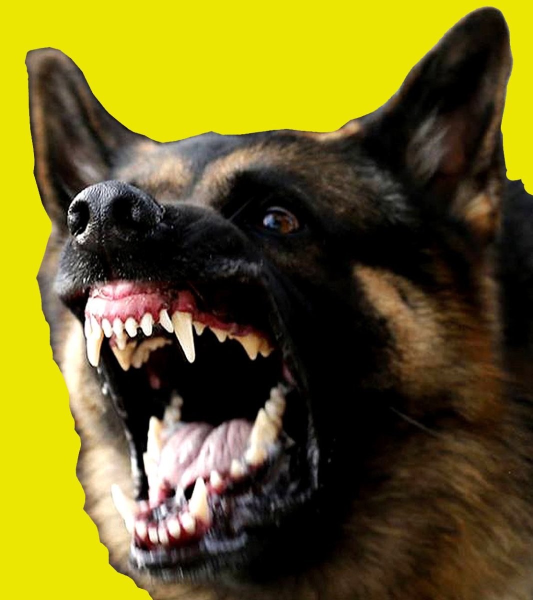 Стаффордширский терьер лает