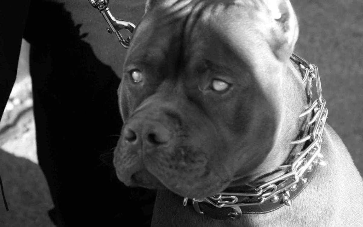 Доберман в строгом ошейнике