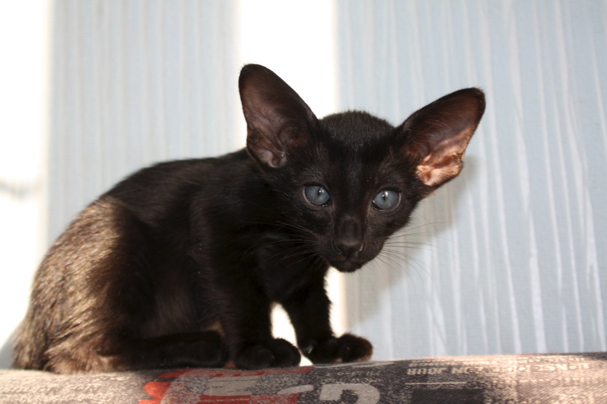 Невская Ориентальная кошка