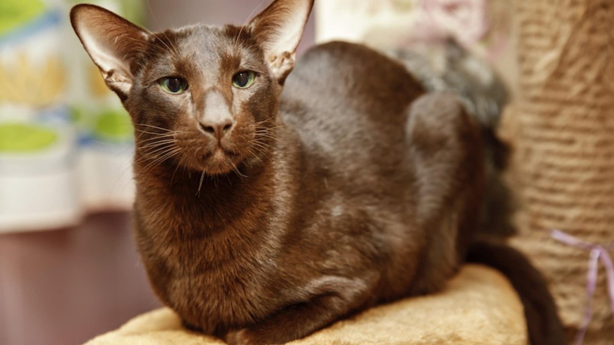 Ориентальная Гавана Браун