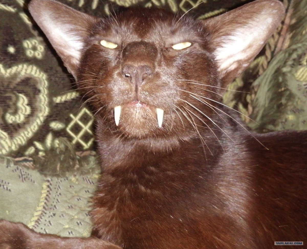 Кот Ориентал с клыками