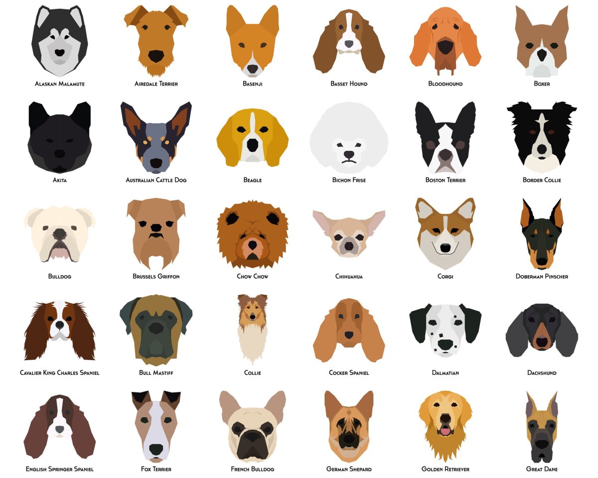 Морды собак и их названия