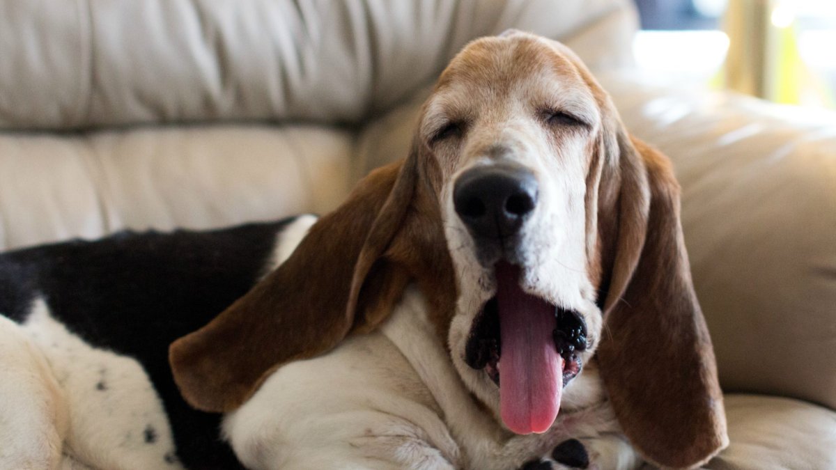 Бассет хаунд смешные