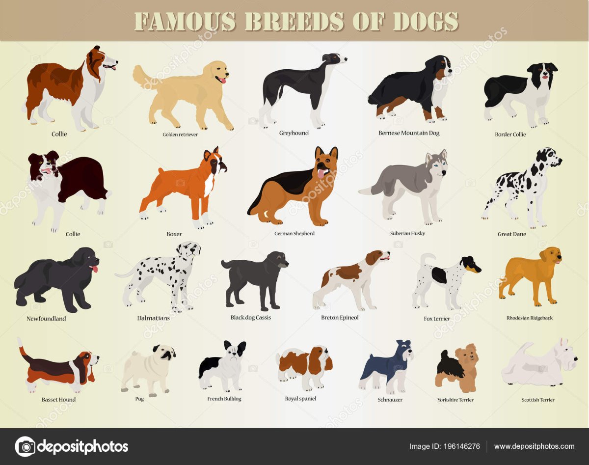 Веселый Бассет хаунд