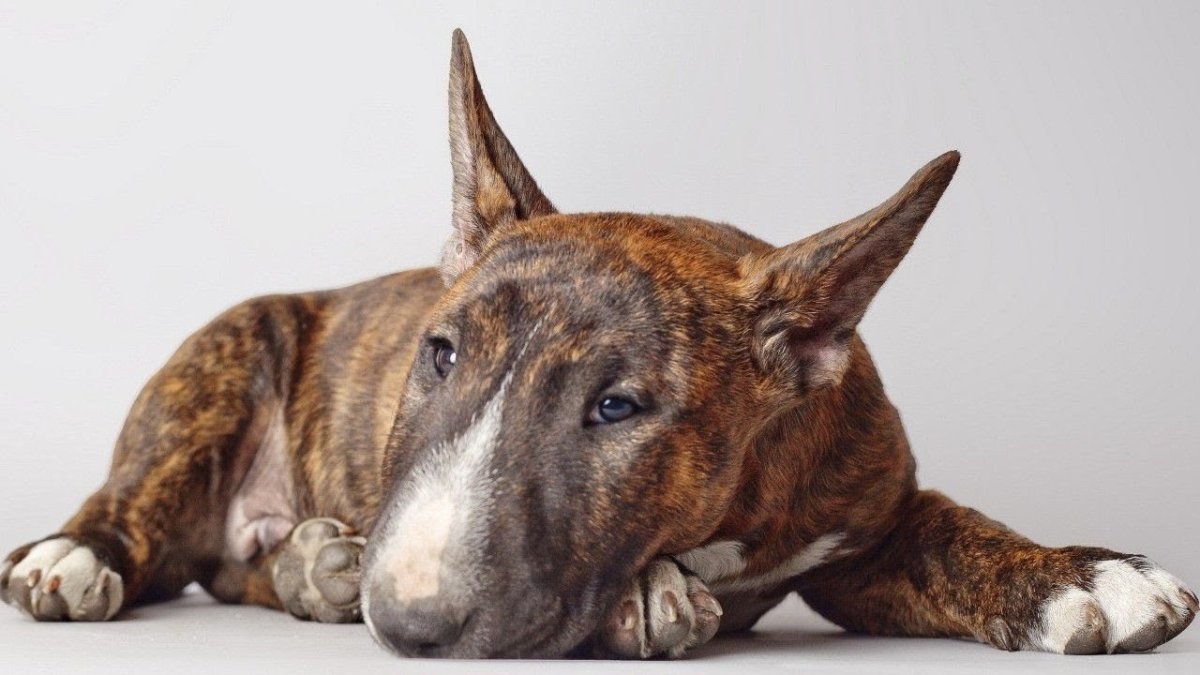 Кокер бультерьер