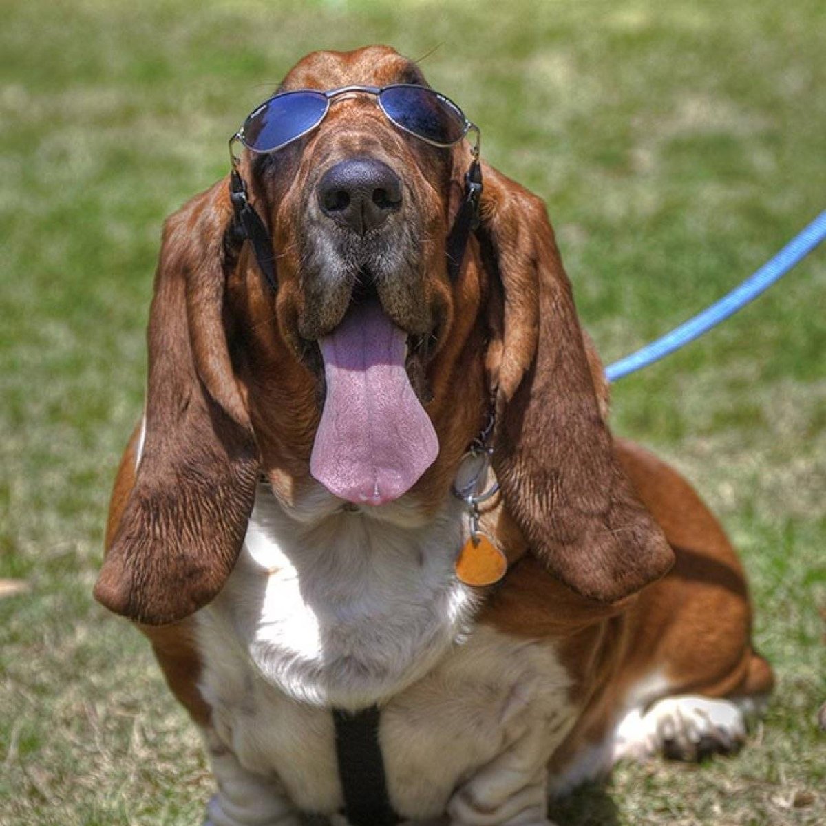 Коллаж собаки разных пород