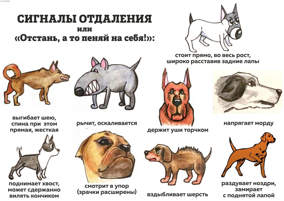 Типы поведения собак