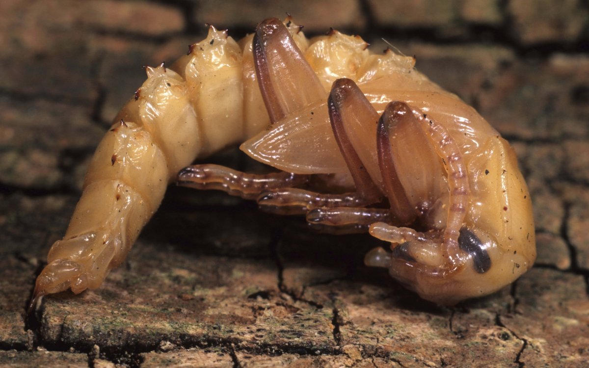 Гусеница пилильщика бабочка