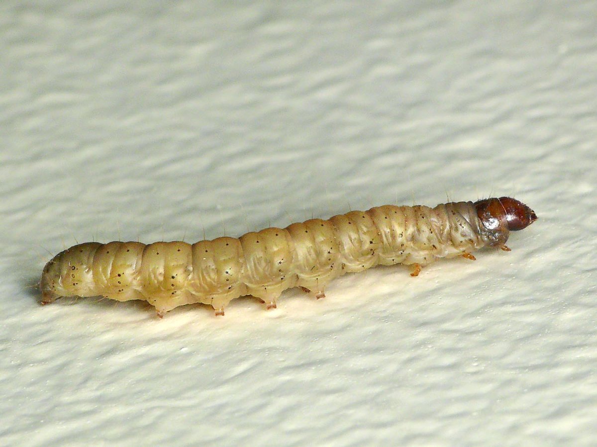 Гусеница моли-лобстера