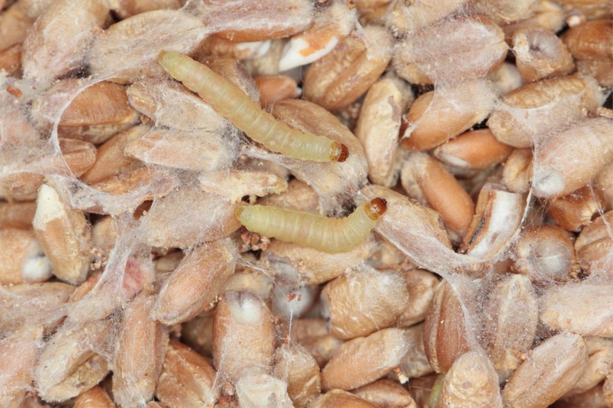 Тихоходка в микроскопе