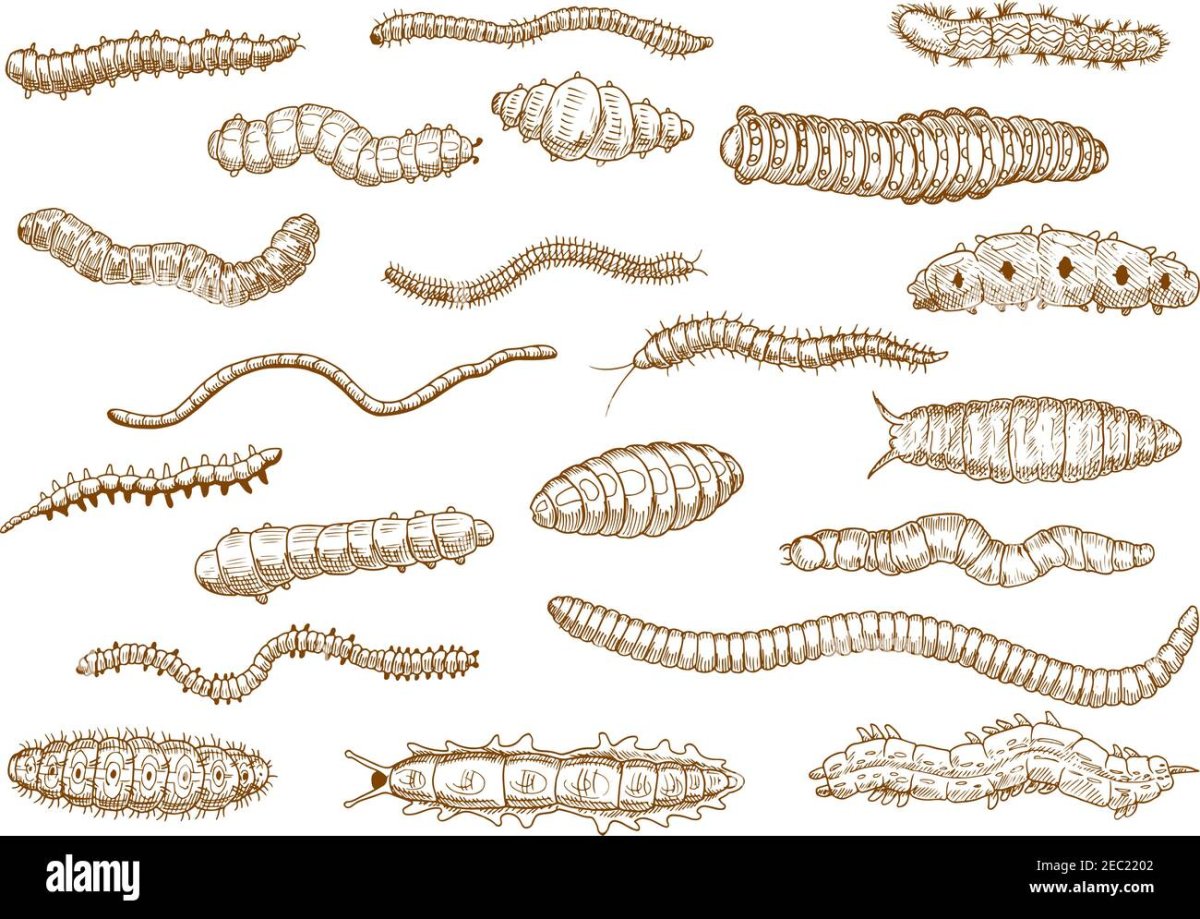 Жук Кравчик личинка