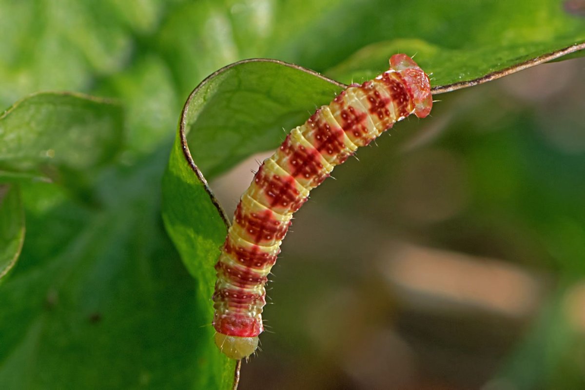 Гусеница пушистая Катерпиллар