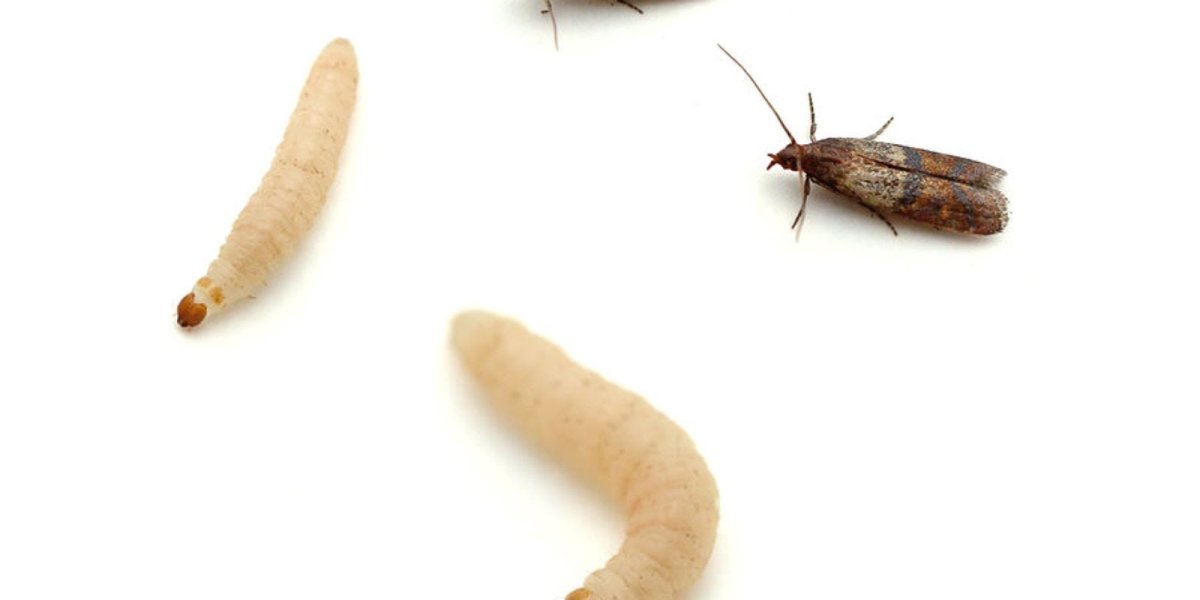 Куколка личинки моли