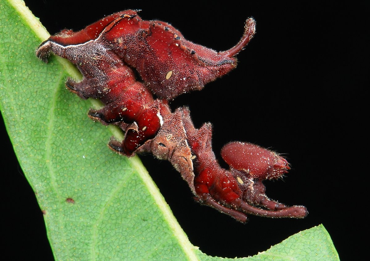 Платяная моль (Tineola bisselliella) личинки Коконы