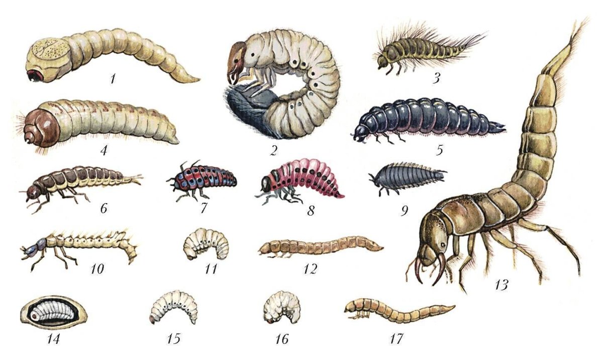 Бабочница-канализационная мушка личинки