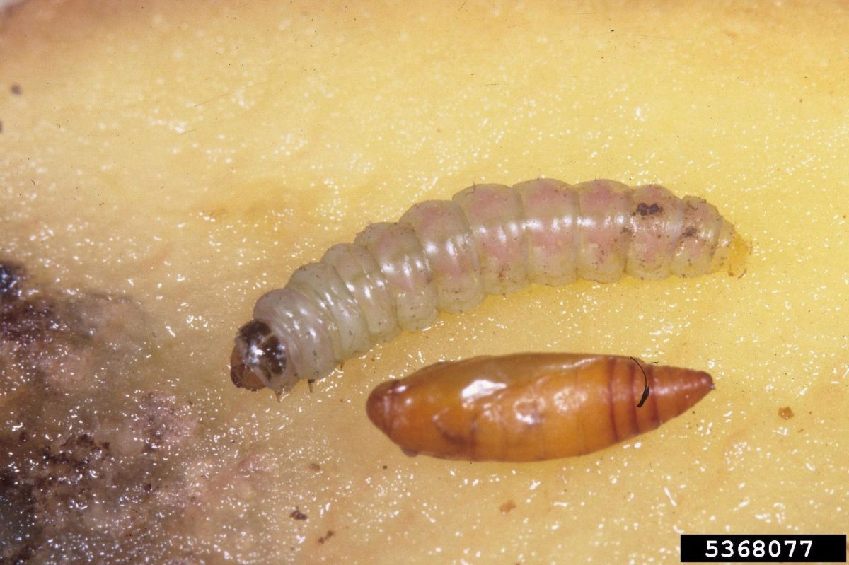 Венесуэльский пуделевый мотылек тутовый шелкопряд