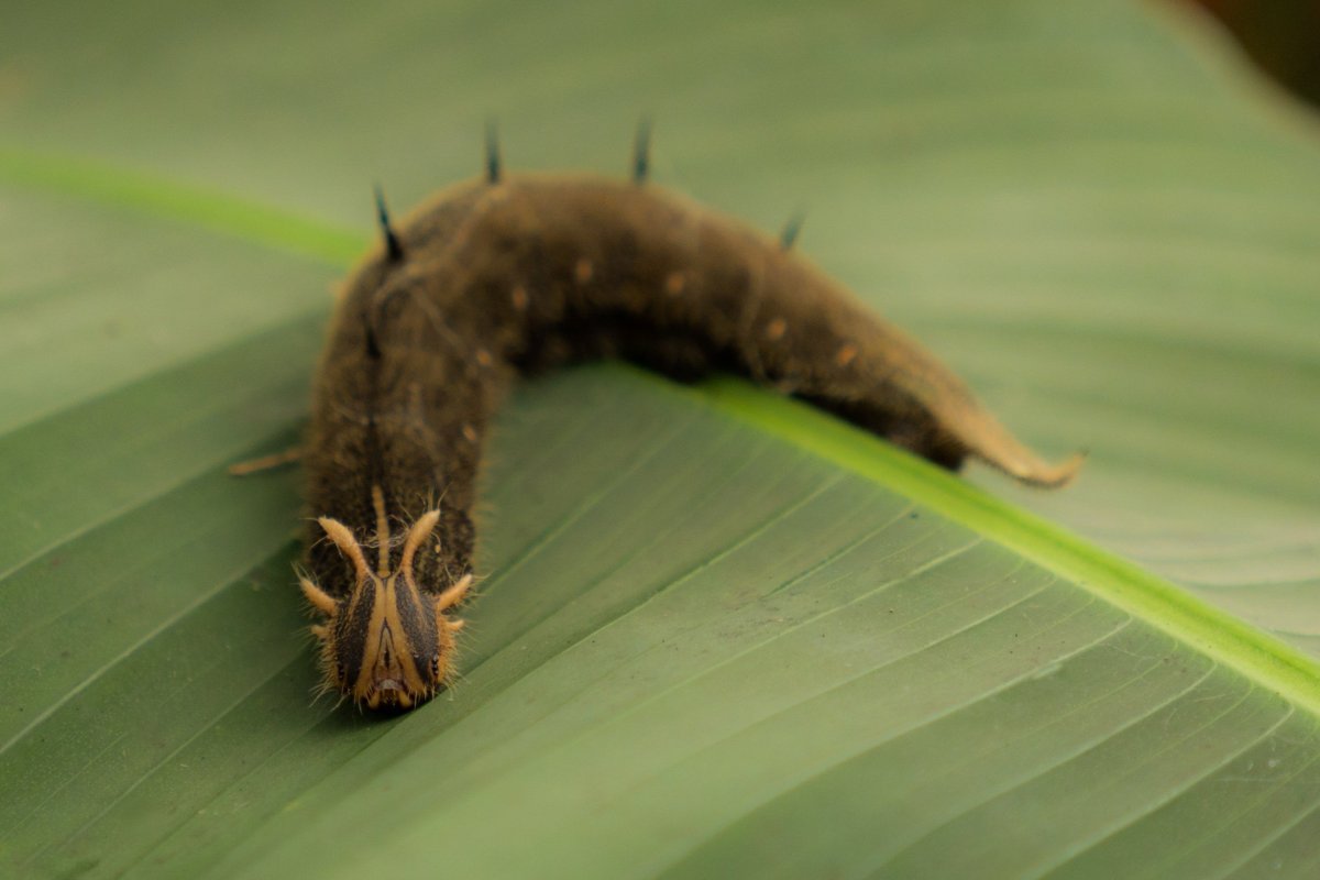 Детеныш моли