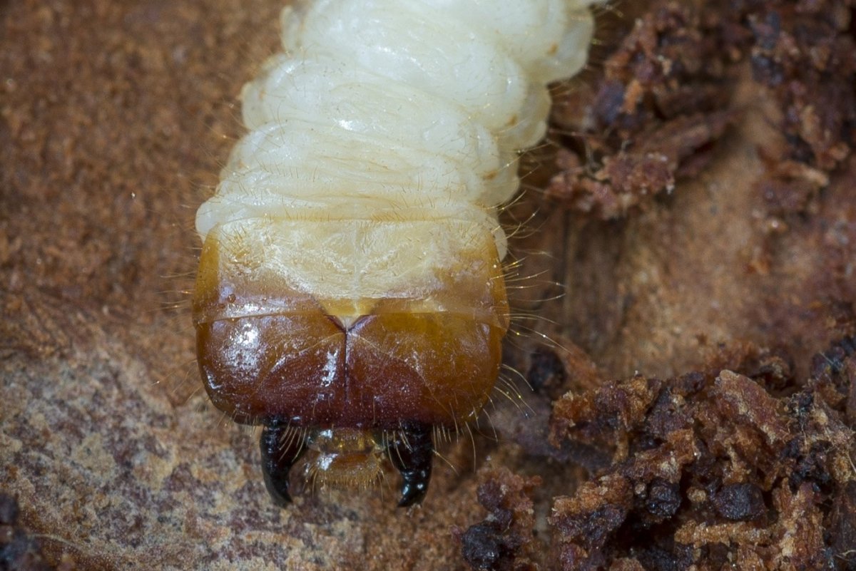 Личинка 1‑го возраста