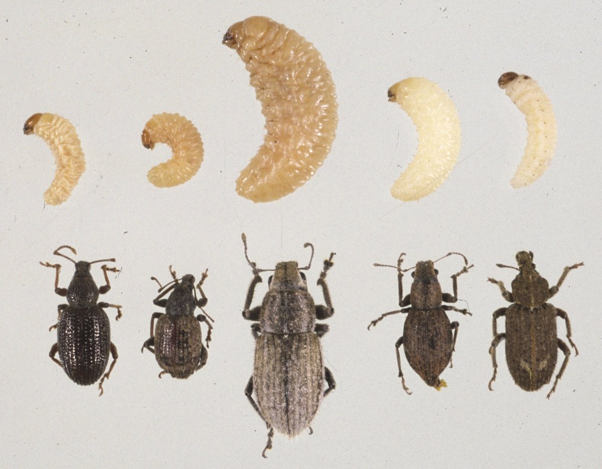 Личинка моли коричневая