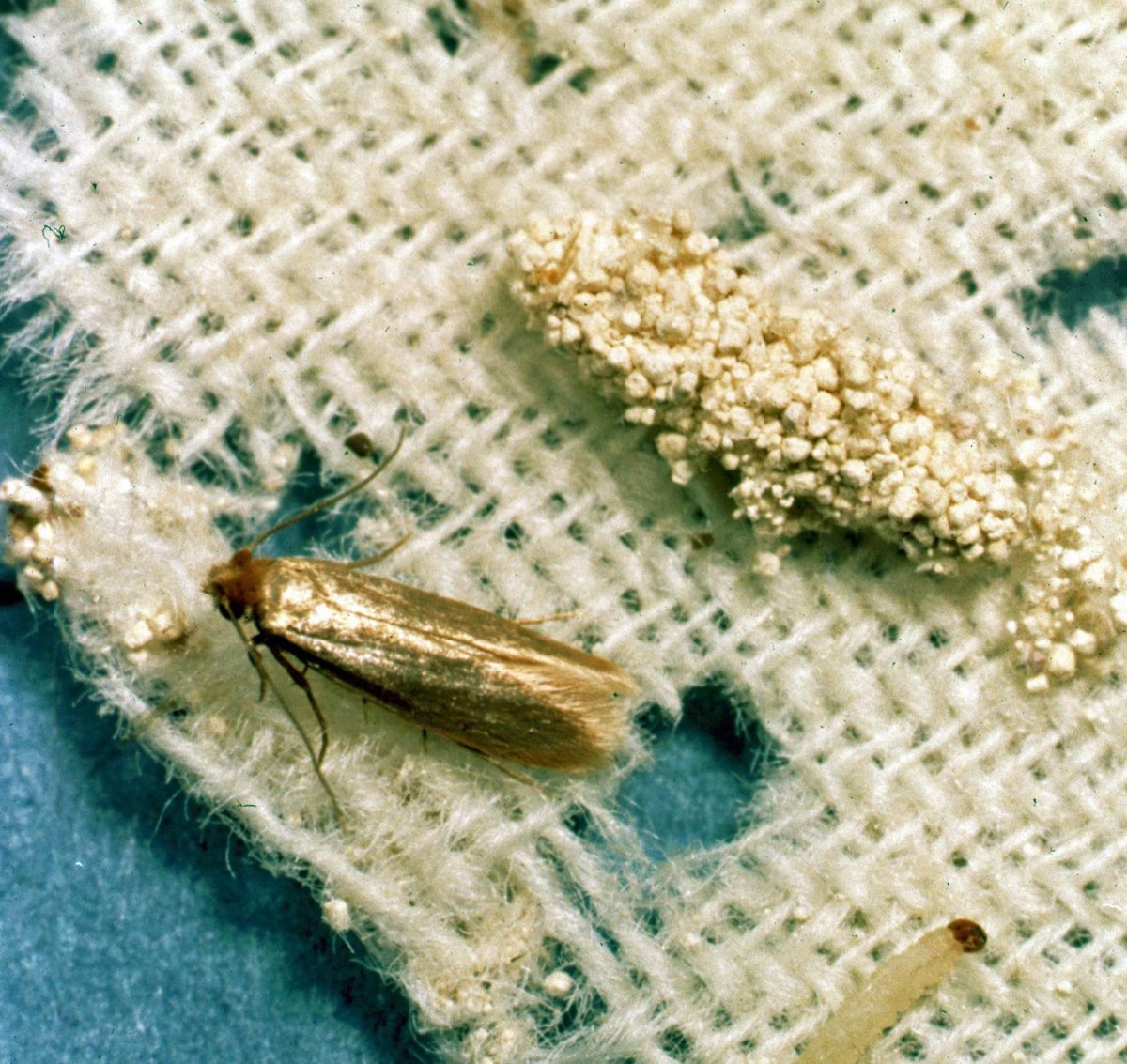 Полосатая личинка моли