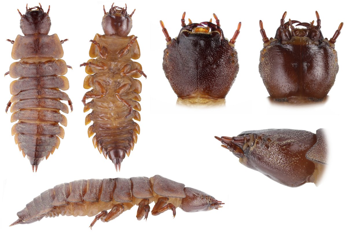 Личинка гусеницы на белом фоне