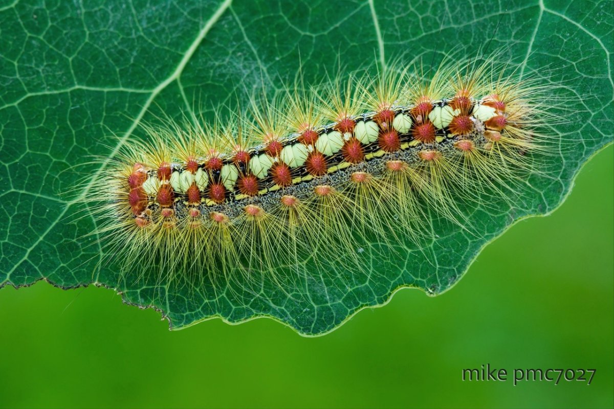 Волнянка античная кистехвост обыкновенный