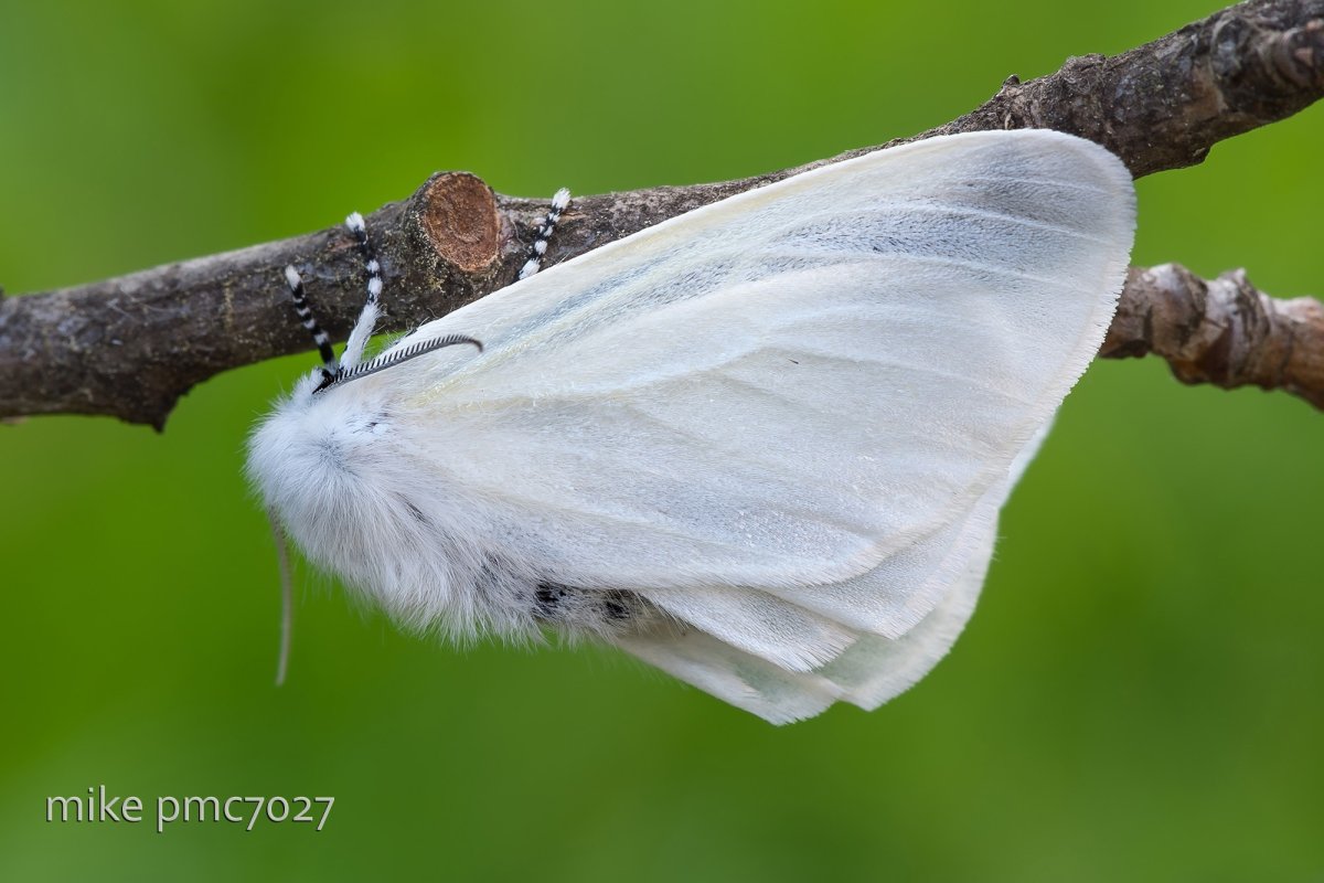 Бабочка волнянка желтогузка