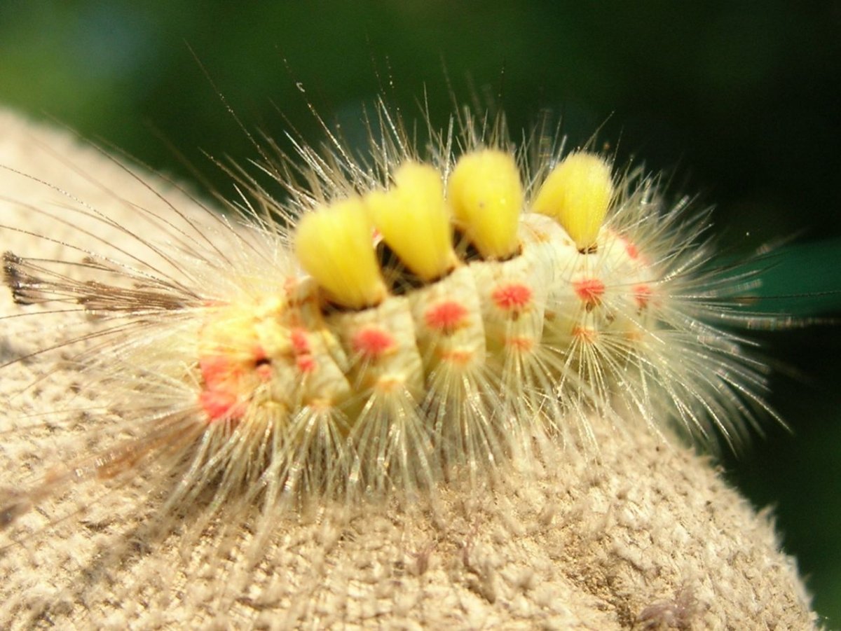 Кистехвост обыкновенный гусеница