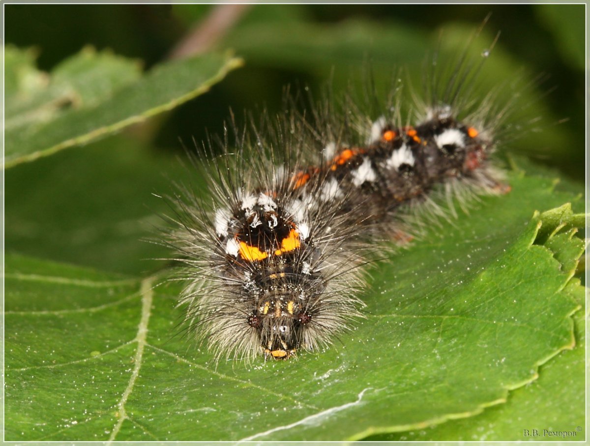 Шерстолапка стыдливая краснохвост гусеница