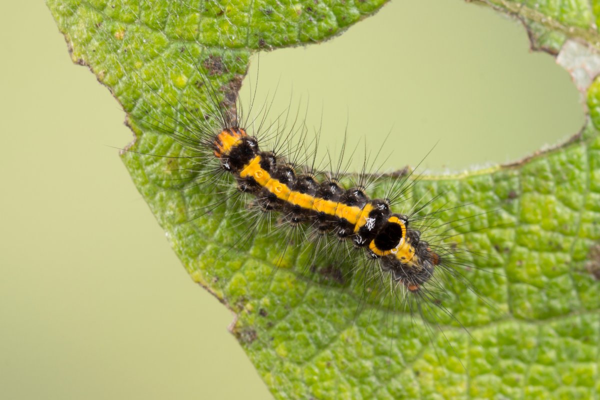 Гусеница волнянка ядовитая