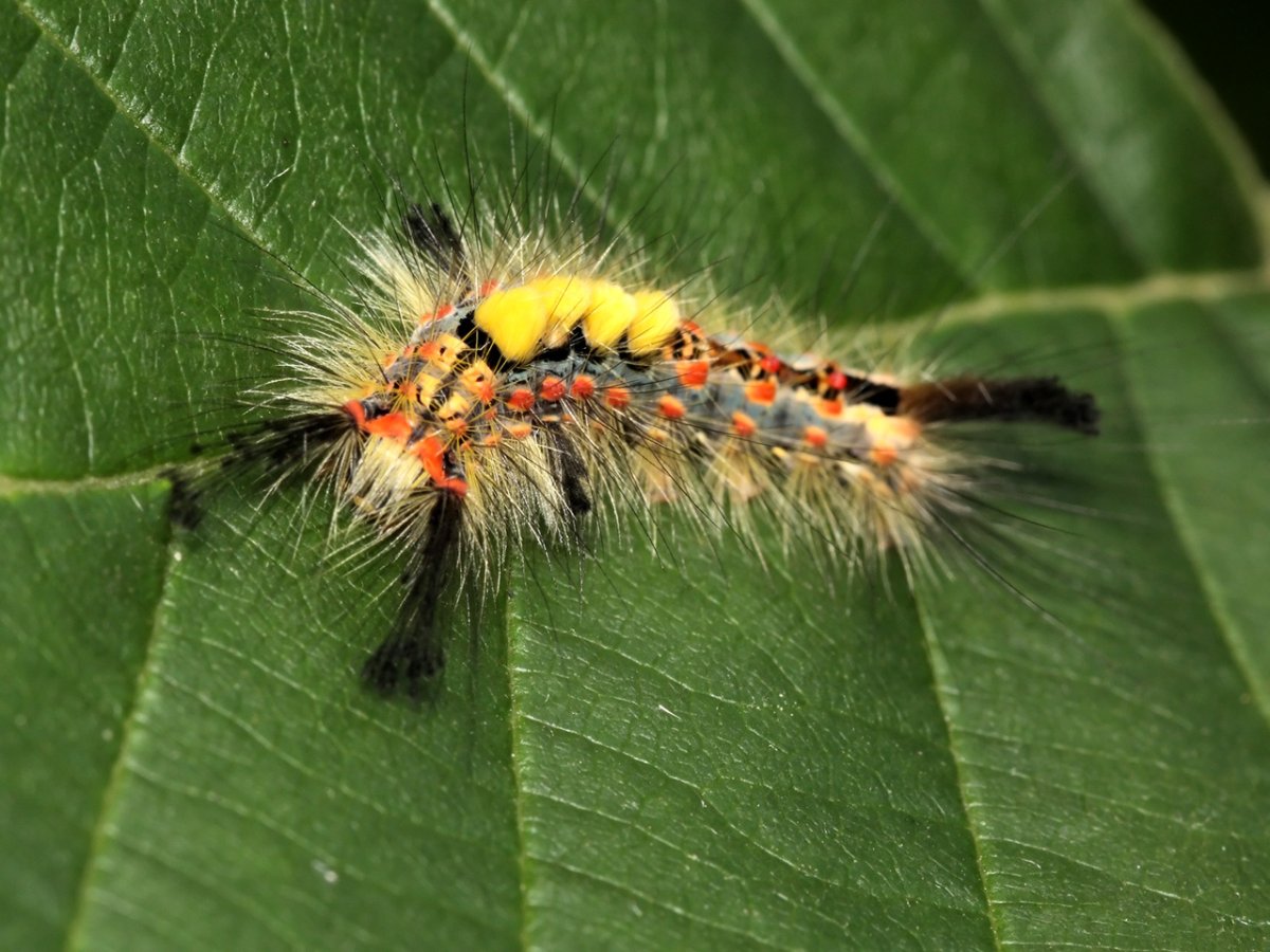Бабочка волнянка желтогузка