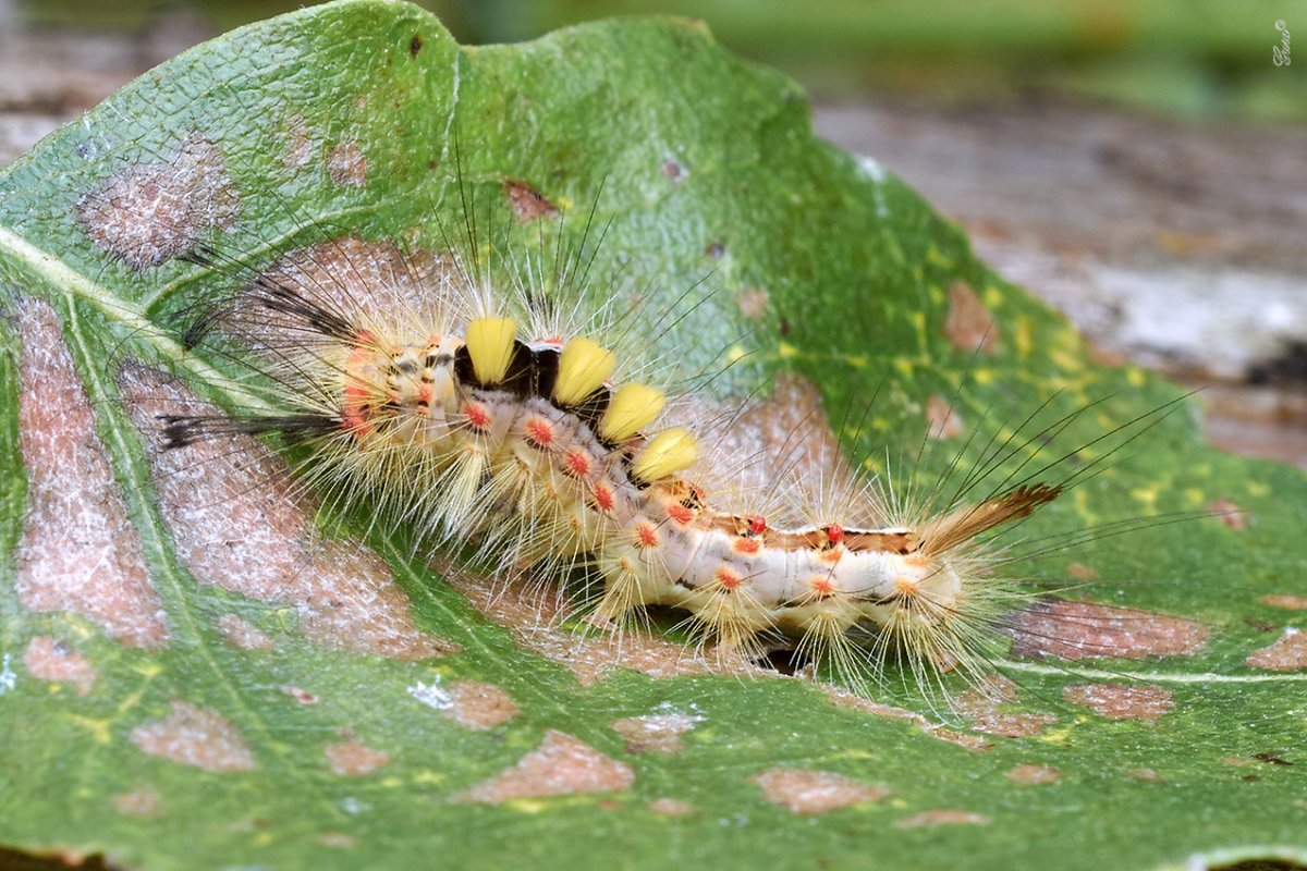 Гусеницы волнянок Lymantriidae)