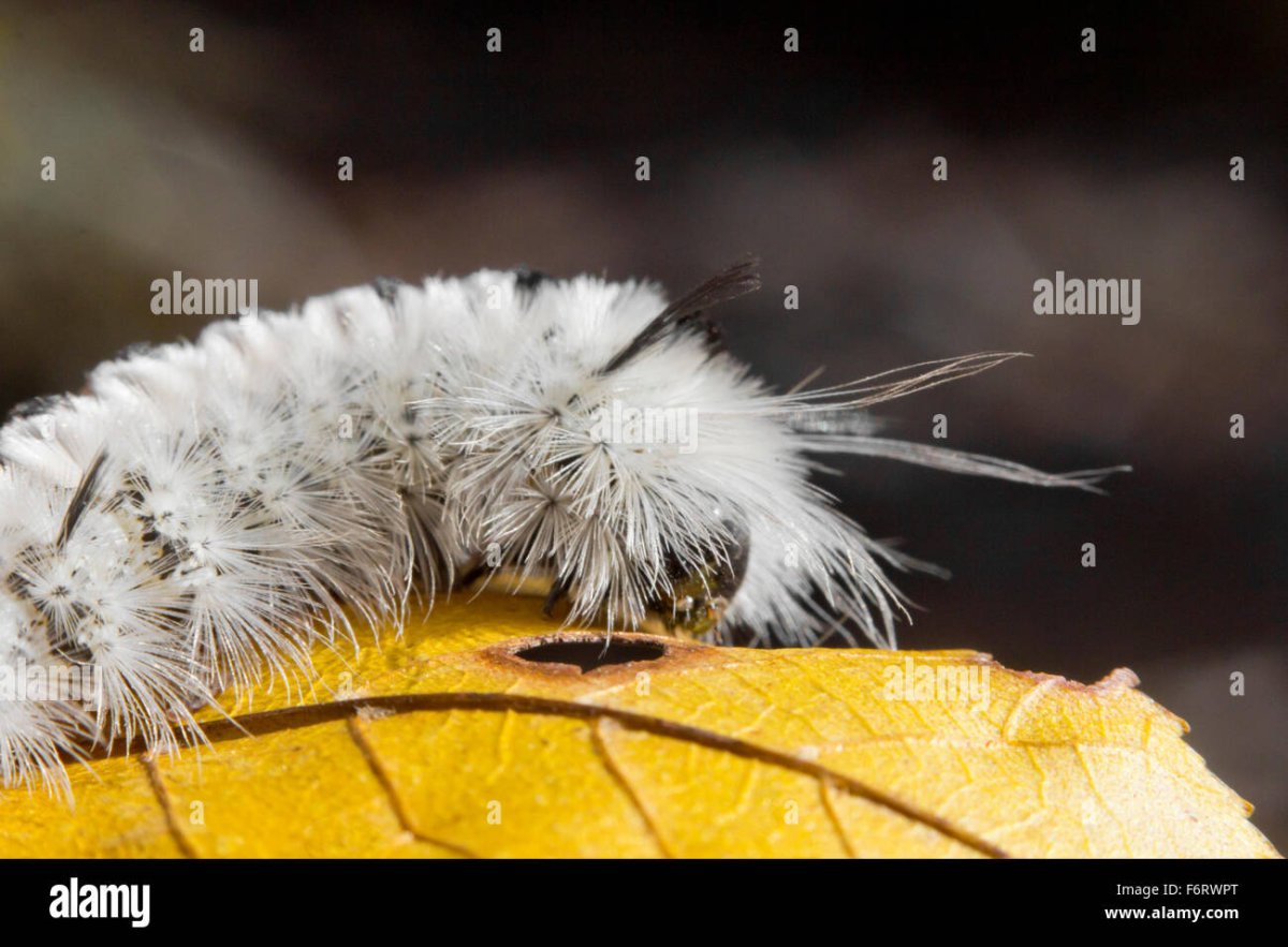 Гусеница медведицы Гикори