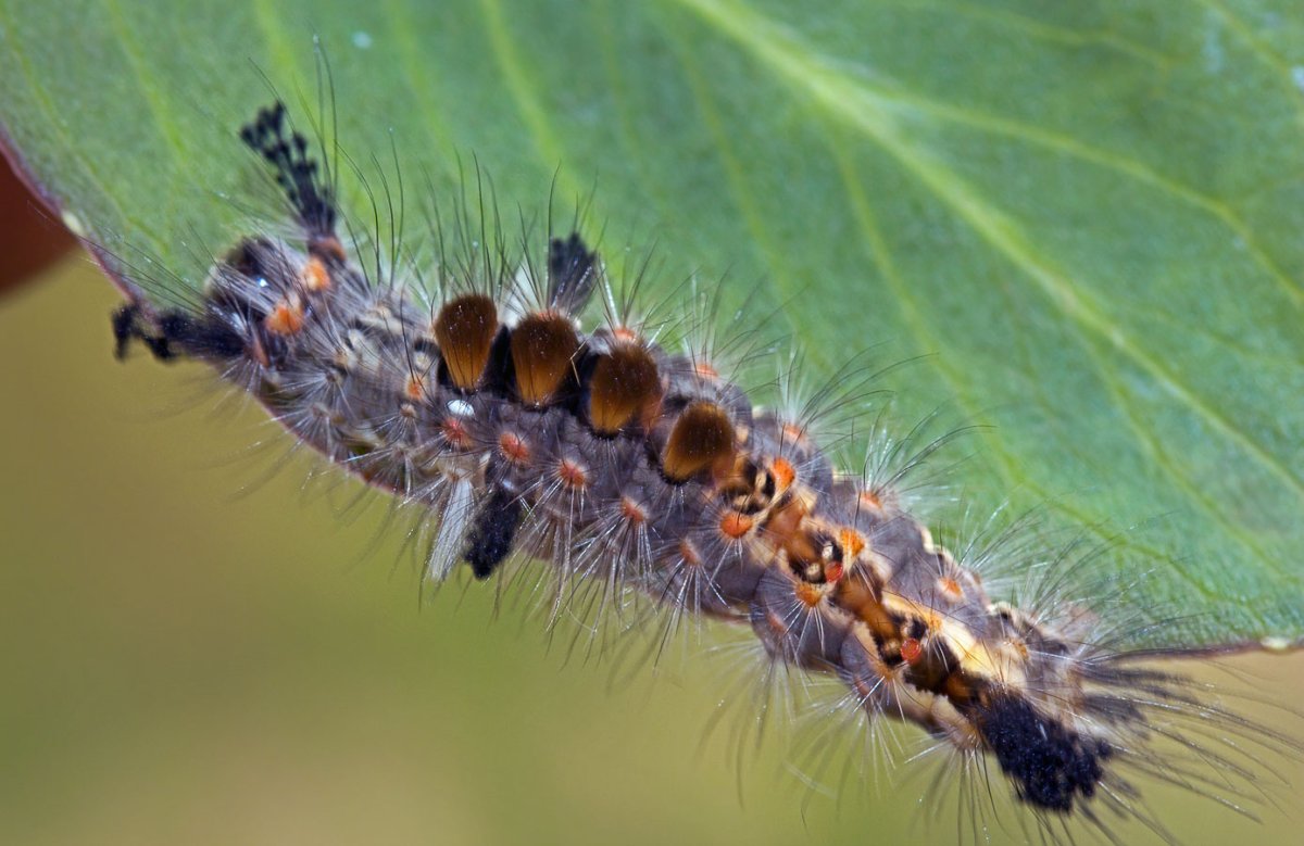 Ивовая волнянка гусеница