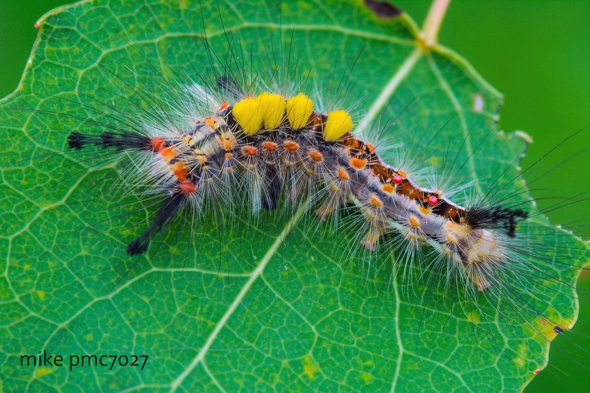 Арктическая волнянка