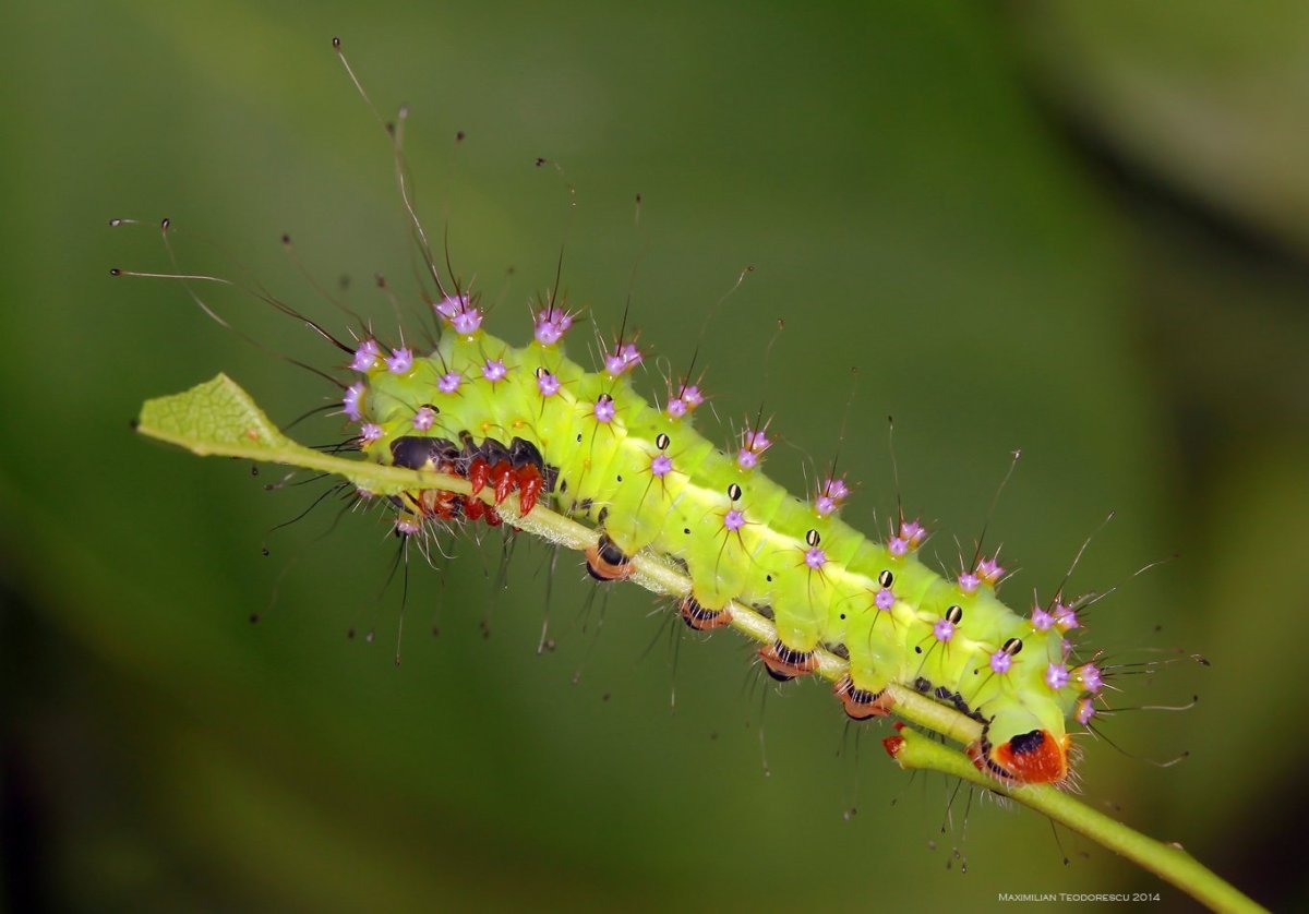 Ивовая волнянка