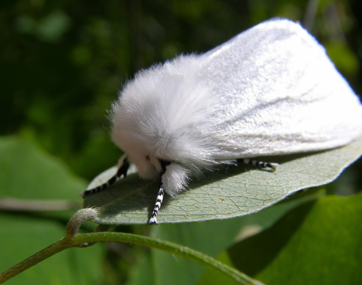 Белая гусеница с крыльями