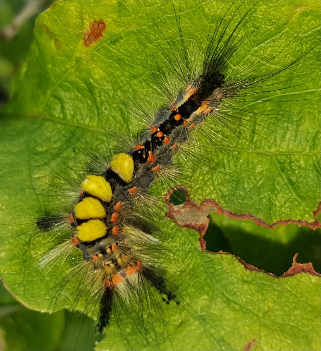 Ивовая волнянка