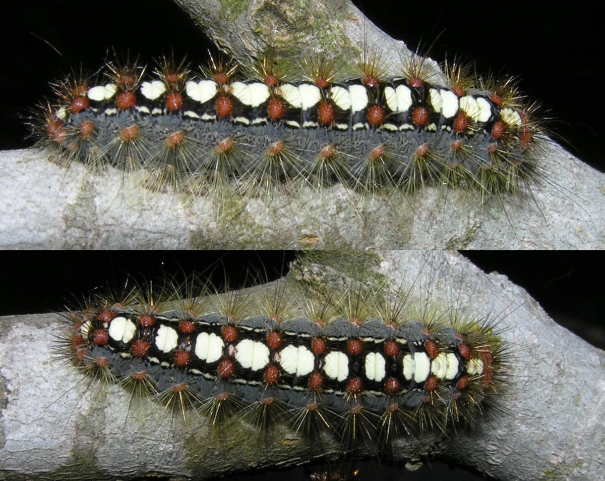 Ивовая волнянка гусеница