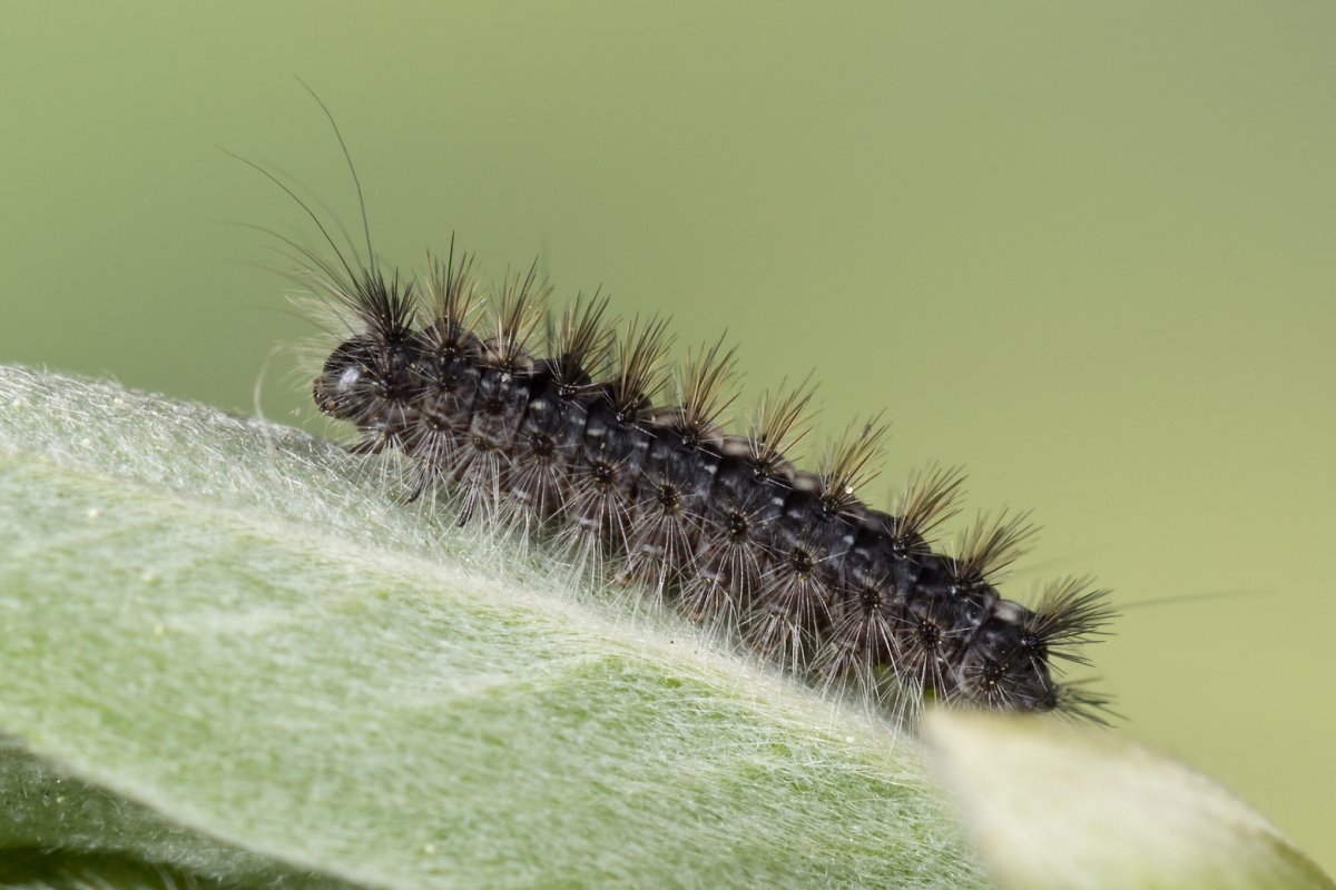 Гусеница бабочки боярышницы