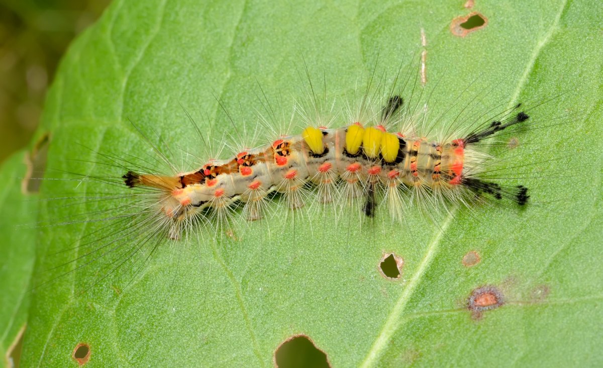 Orgyia Antiqua гусеница