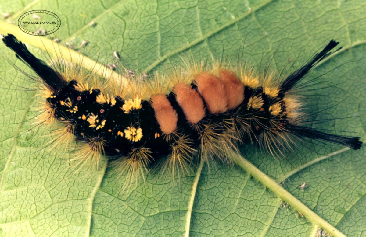 Lymantriidae гусеница