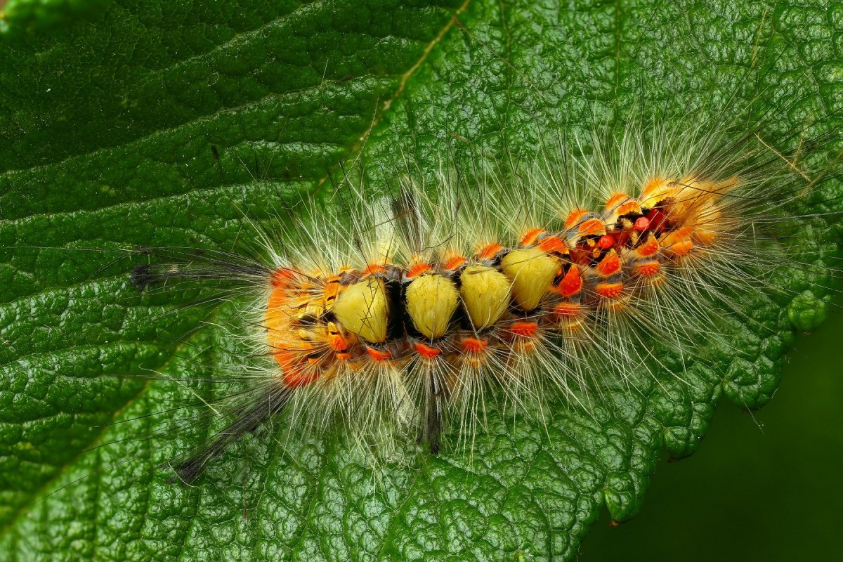 Ивовая волнянка гусеница