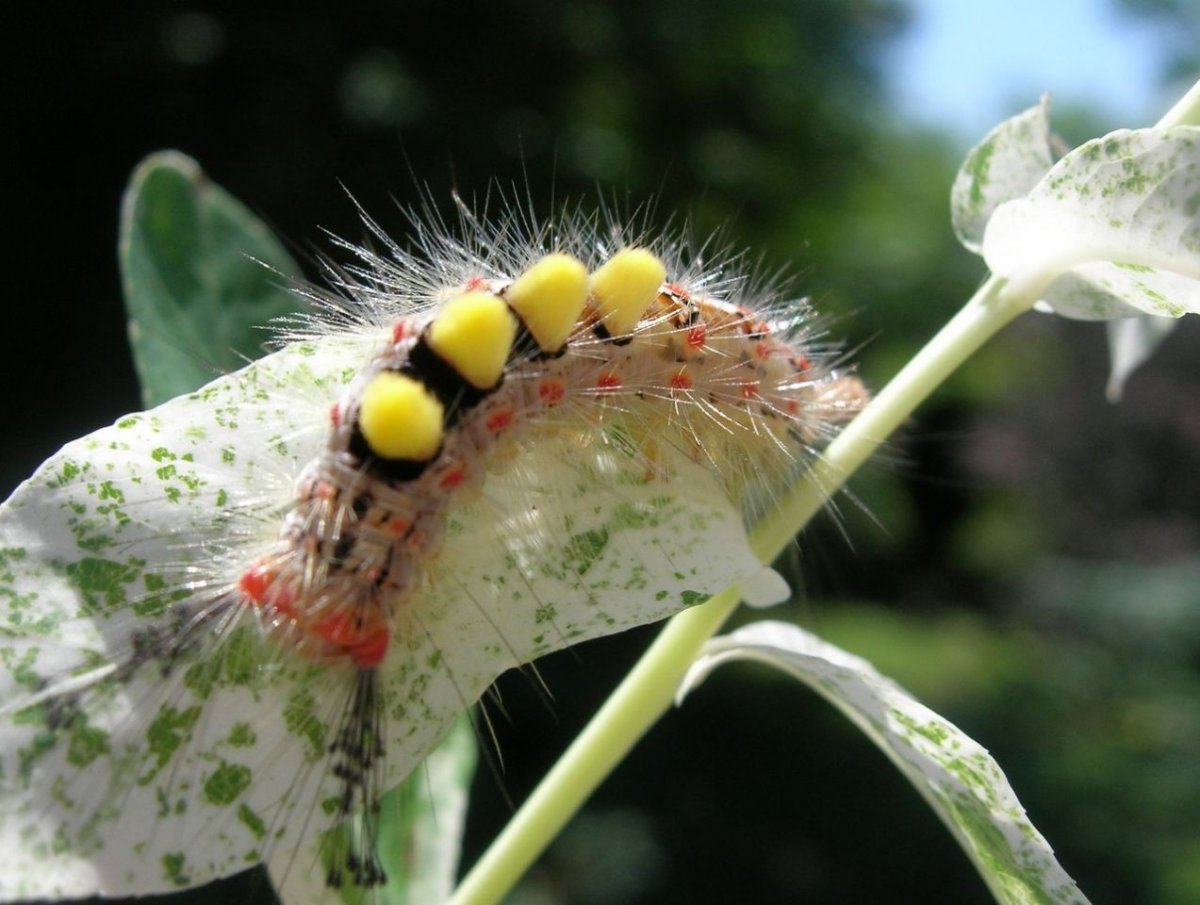 Гусеница волнянка краснохвост